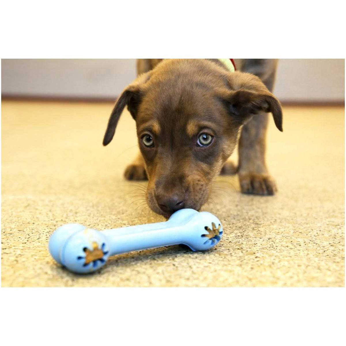 Puppy Toy D8449