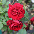 Red Climbing Rose Plant H471297