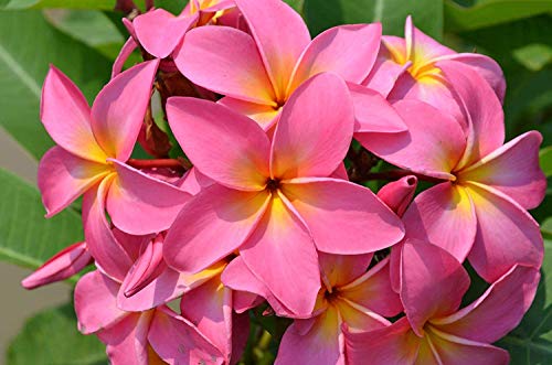 8"-10" Mixed Hawaiian Plumeria Frangipani Cuttings J960553