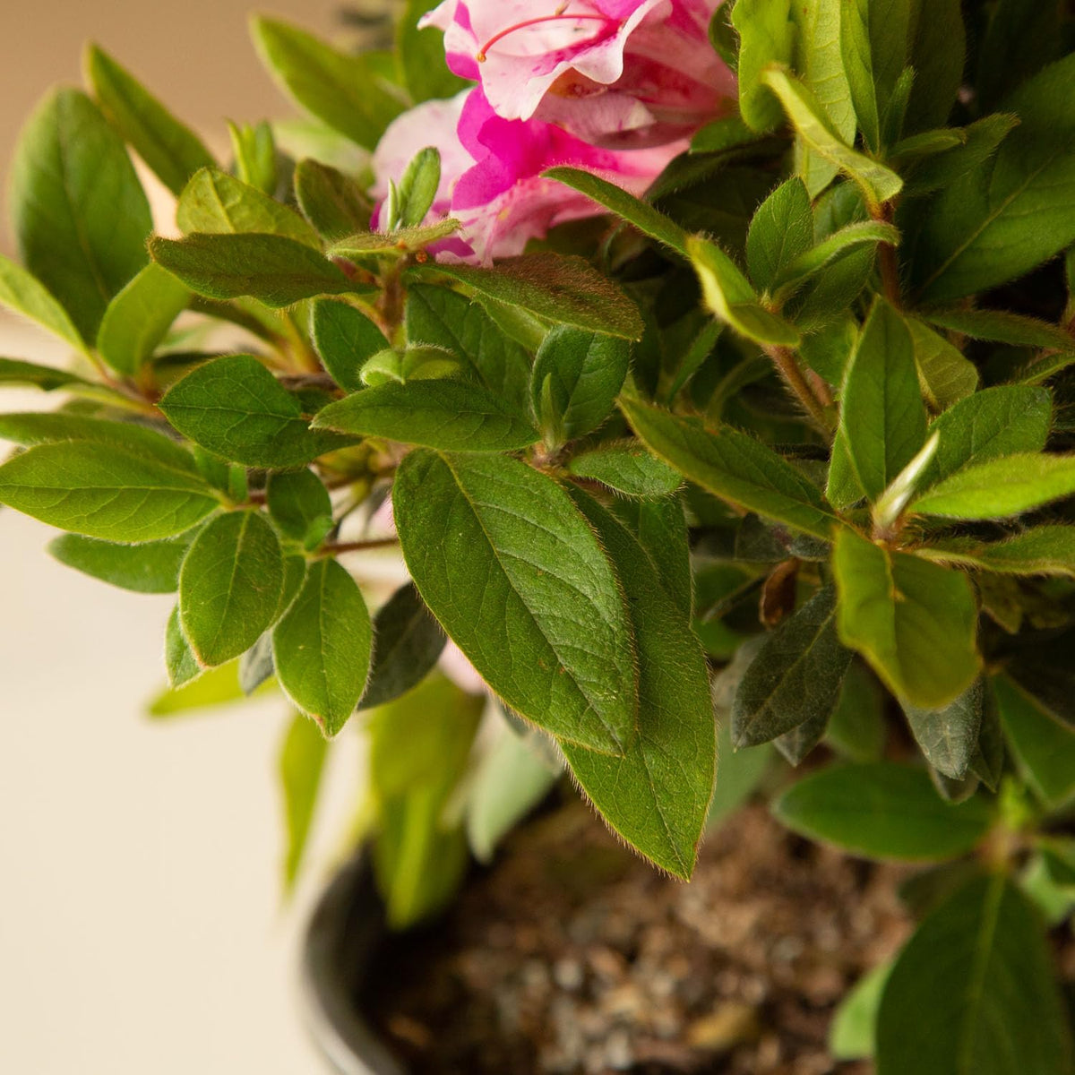 Pink Flowering Shrub V244648