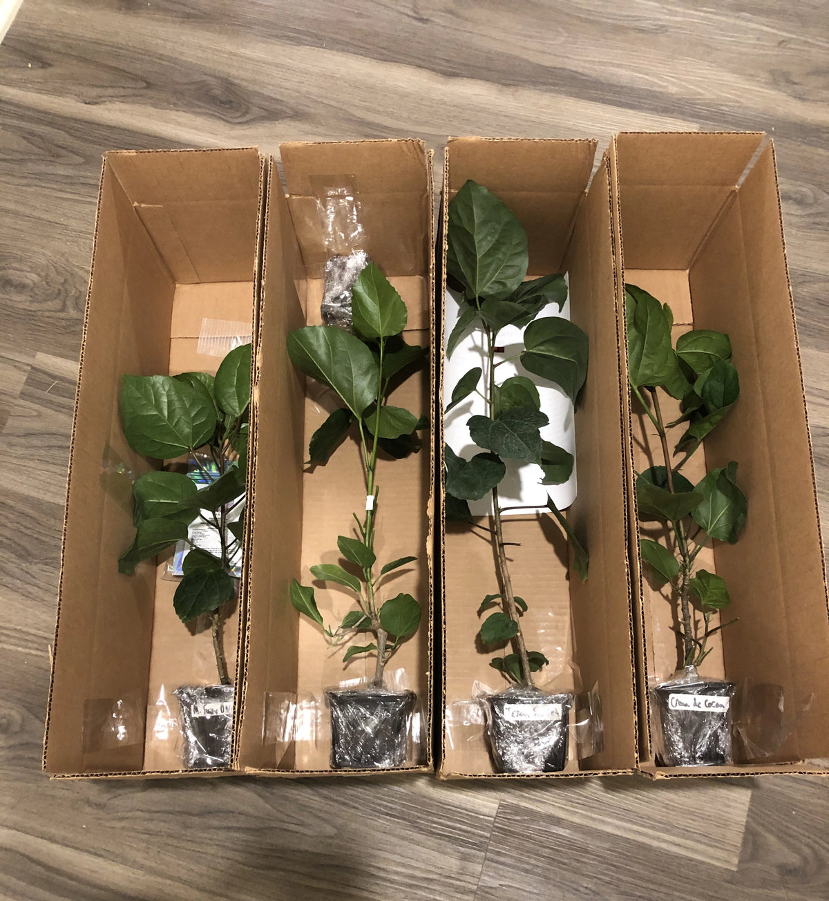 Live Plant 4" pot L4078