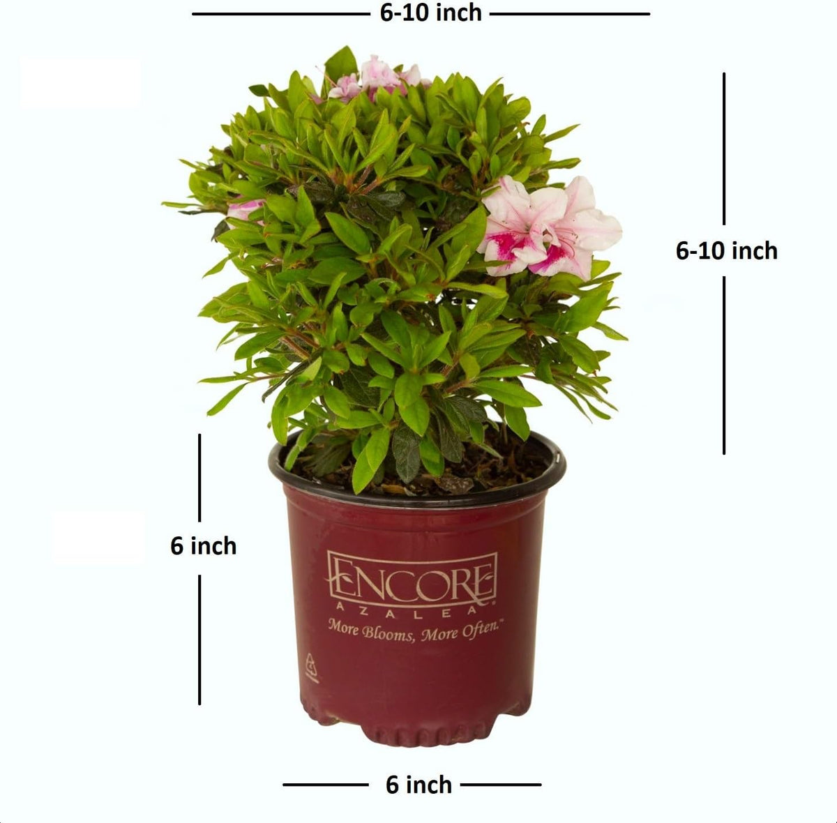 Pink Flowering Shrub V244648