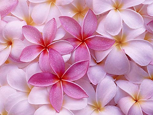 8"-10" Mixed Hawaiian Plumeria Frangipani Cuttings J960553