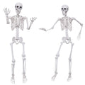 5.4Ft Posable Plastic Skeletons 2Pack H637