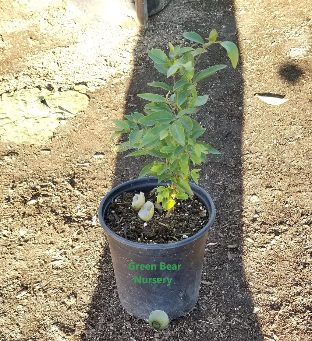 1 Gallon Potted Arrayan Fruit Tree A208