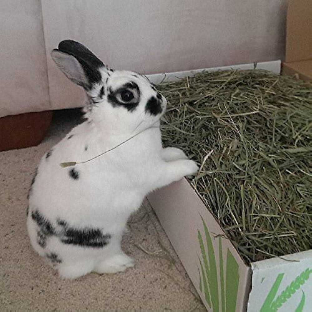 Timothy Hay Pet Food B881