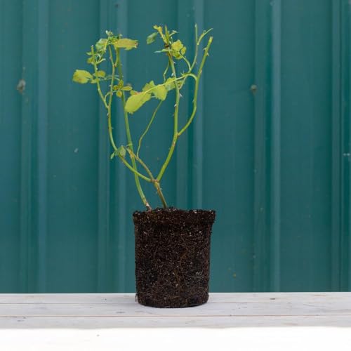 Red Climbing Rose Plant H471297