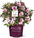 Pink Flowering Shrub V244648