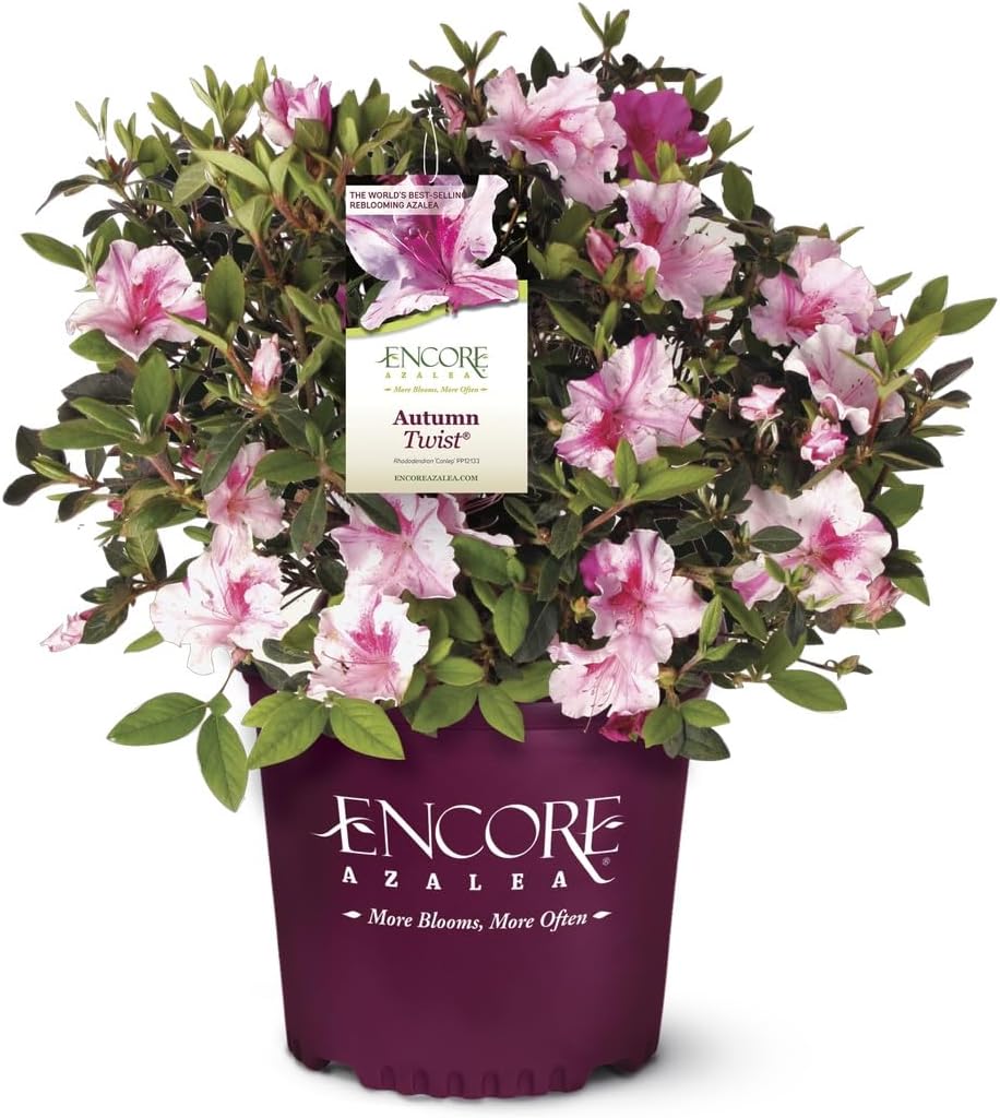Pink Flowering Shrub V244648