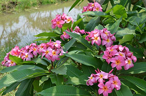 8"-10" Mixed Hawaiian Plumeria Frangipani Cuttings J960553