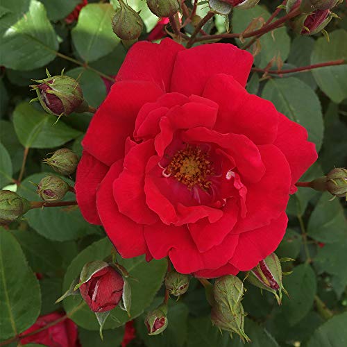 Red Climbing Rose Plant H471297