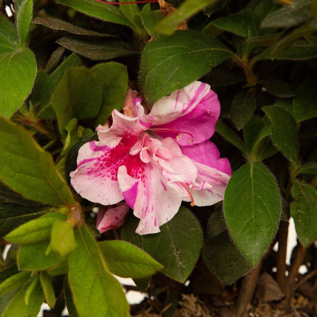 Pink Flowering Shrub V244648
