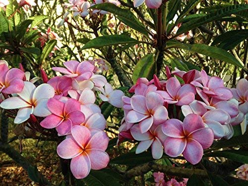 8"-10" Mixed Hawaiian Plumeria Frangipani Cuttings J960553