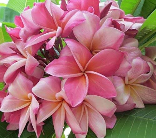 8"-10" Mixed Hawaiian Plumeria Frangipani Cuttings J960553