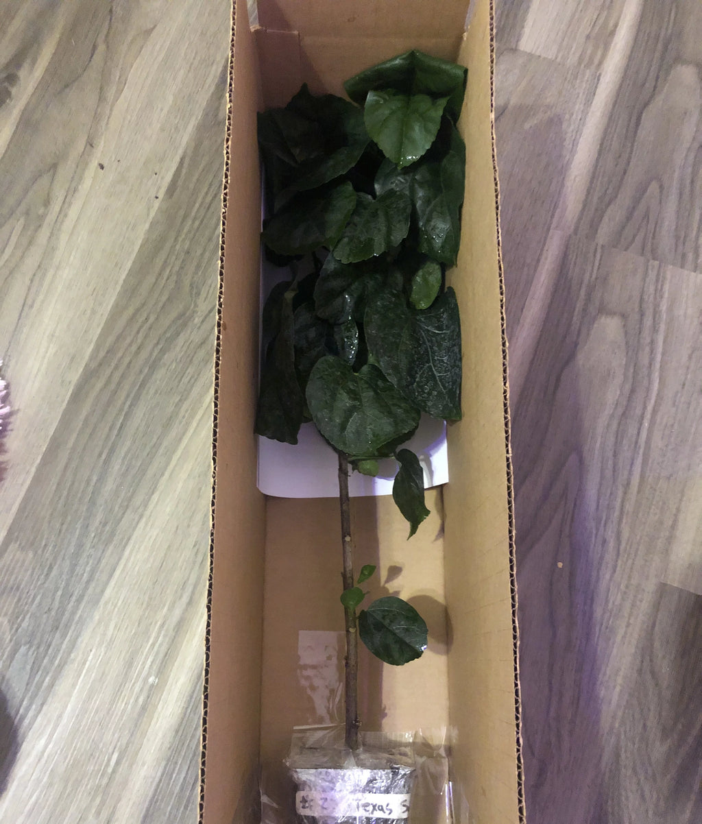 Live Plant 4" pot L4078