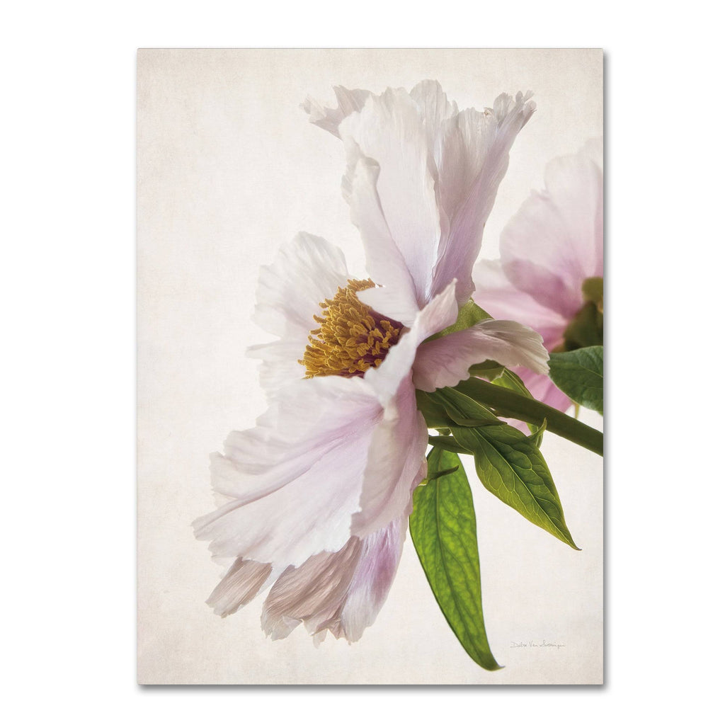 Translucent Peony IV Canvas Art (14x19) K707039