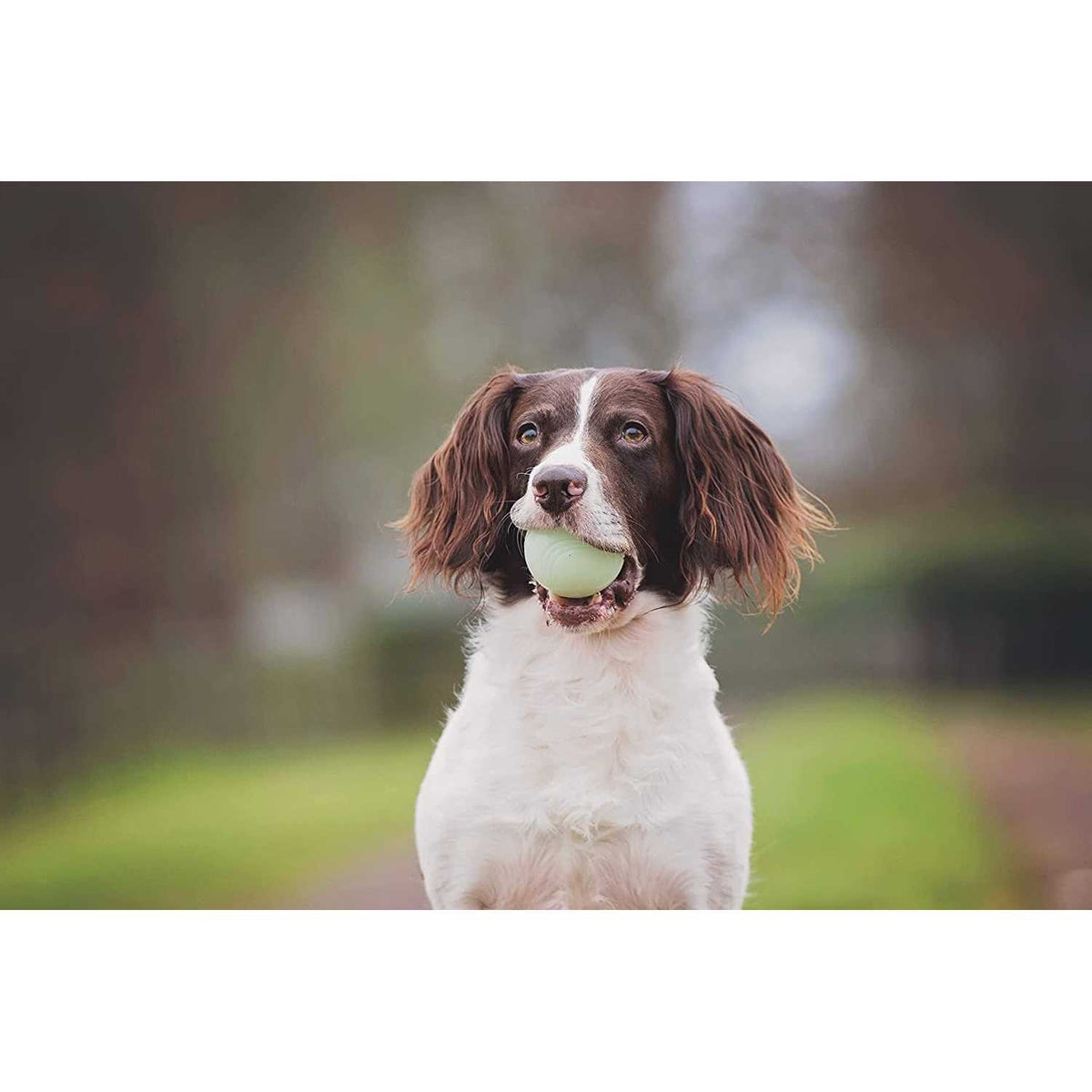 Fetch Medley Pet Supplies F1723
