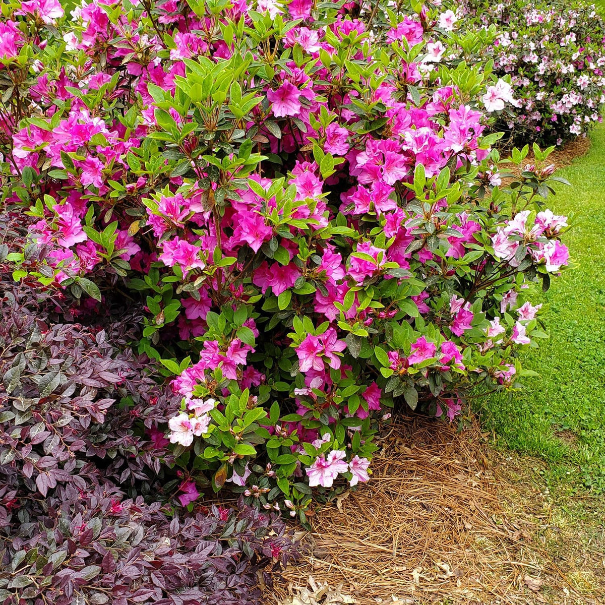 Pink Flowering Shrub V244648