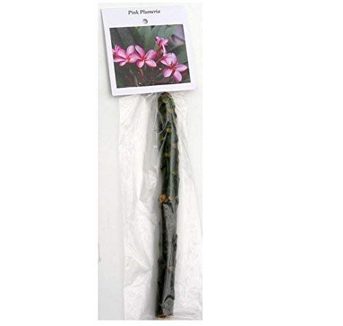 8"-10" Mixed Hawaiian Plumeria Frangipani Cuttings J960553