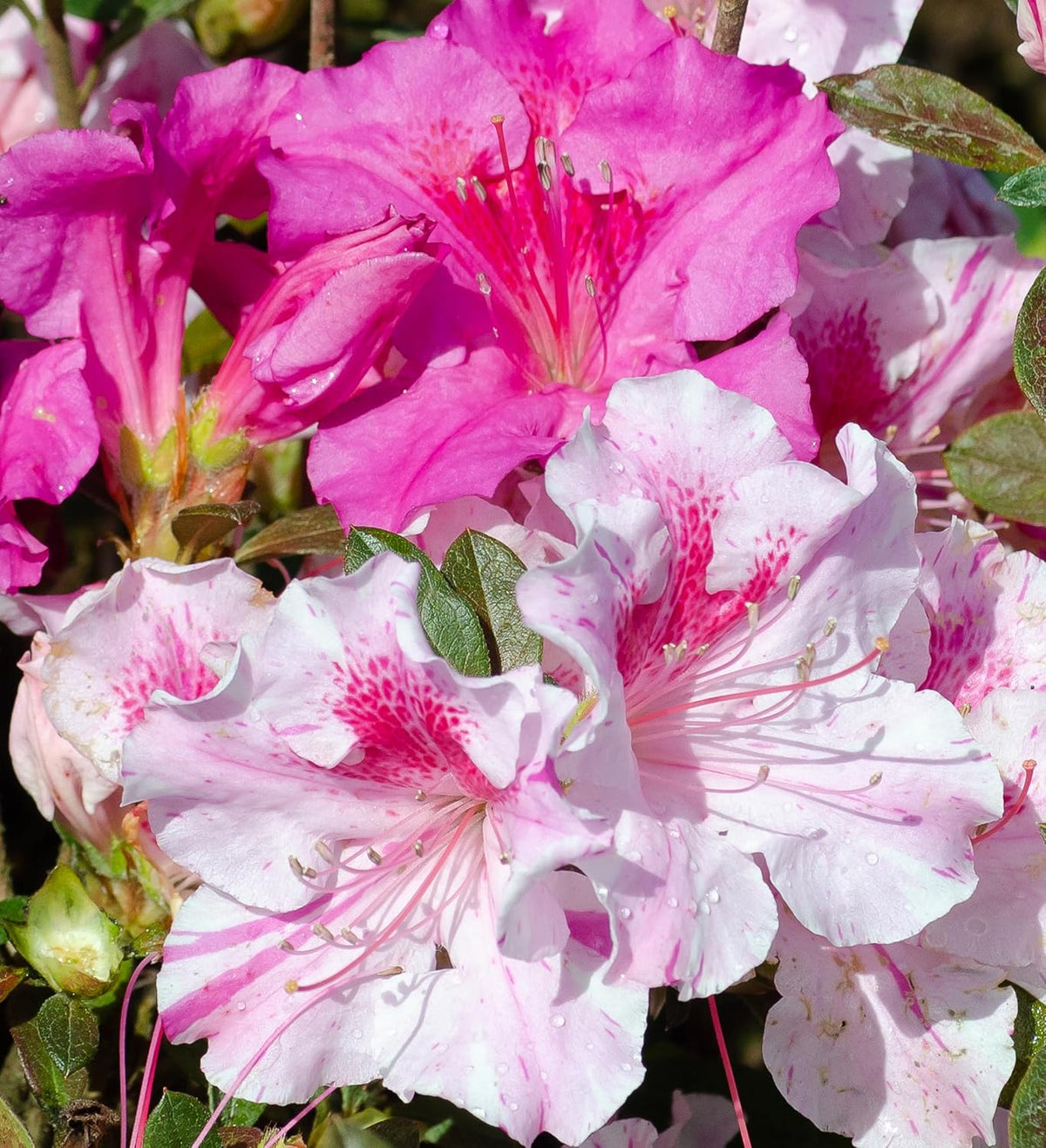 Pink Flowering Shrub V244648