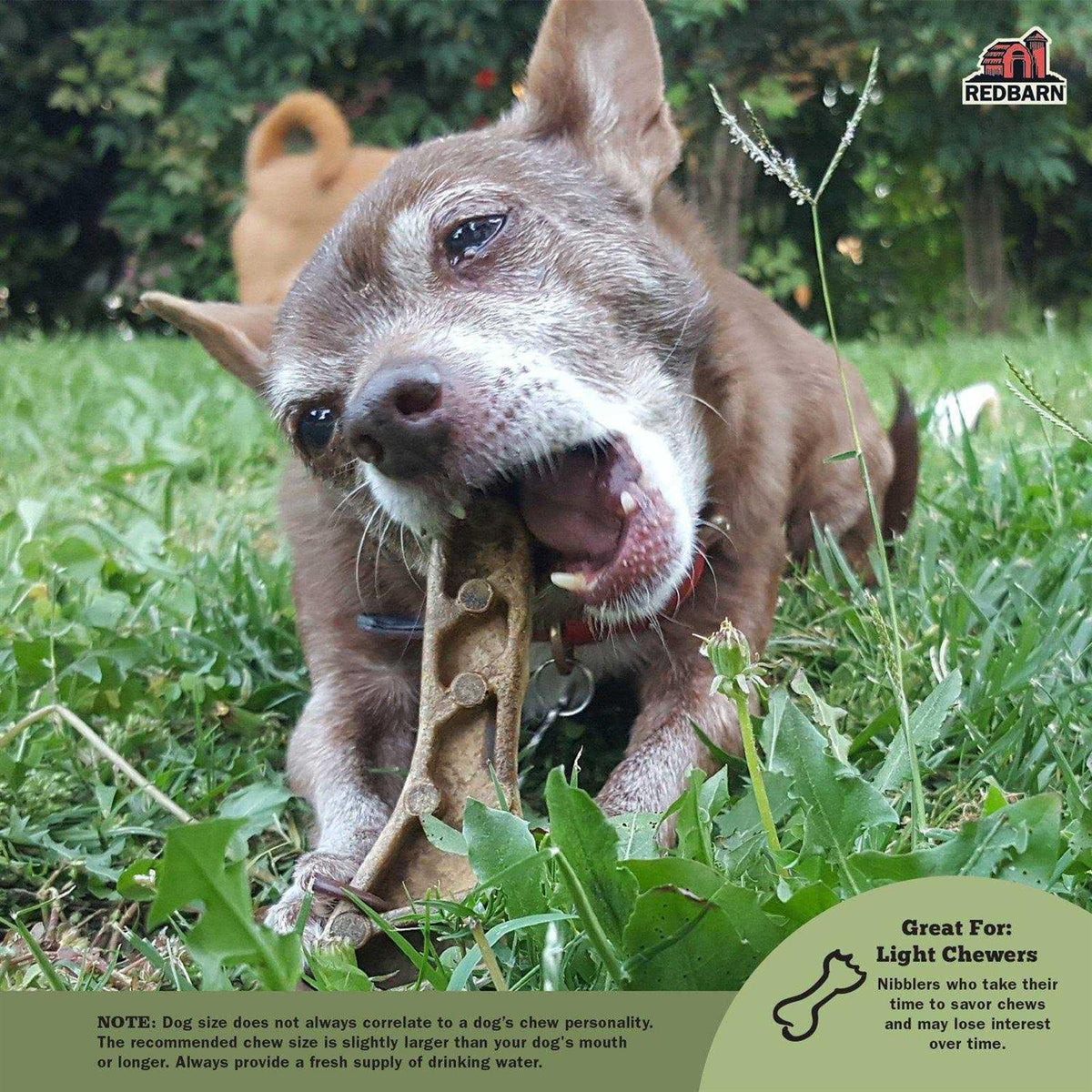 Dental Dog Chew S248812