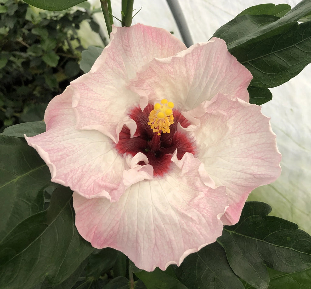 Live Plant 4" pot L4078
