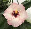 Live Plant 4" pot L4078