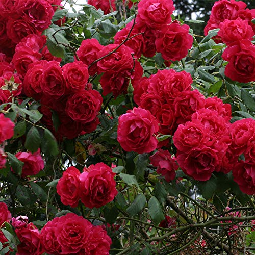 Red Climbing Rose Plant H471297