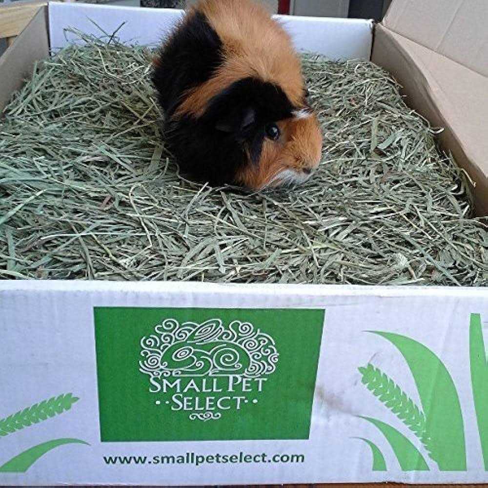 Timothy Hay Pet Food B881