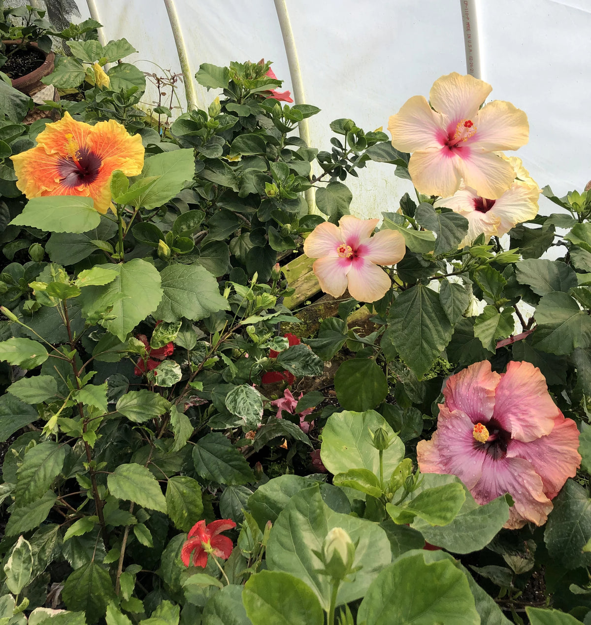 Live Plant 4" pot L4078