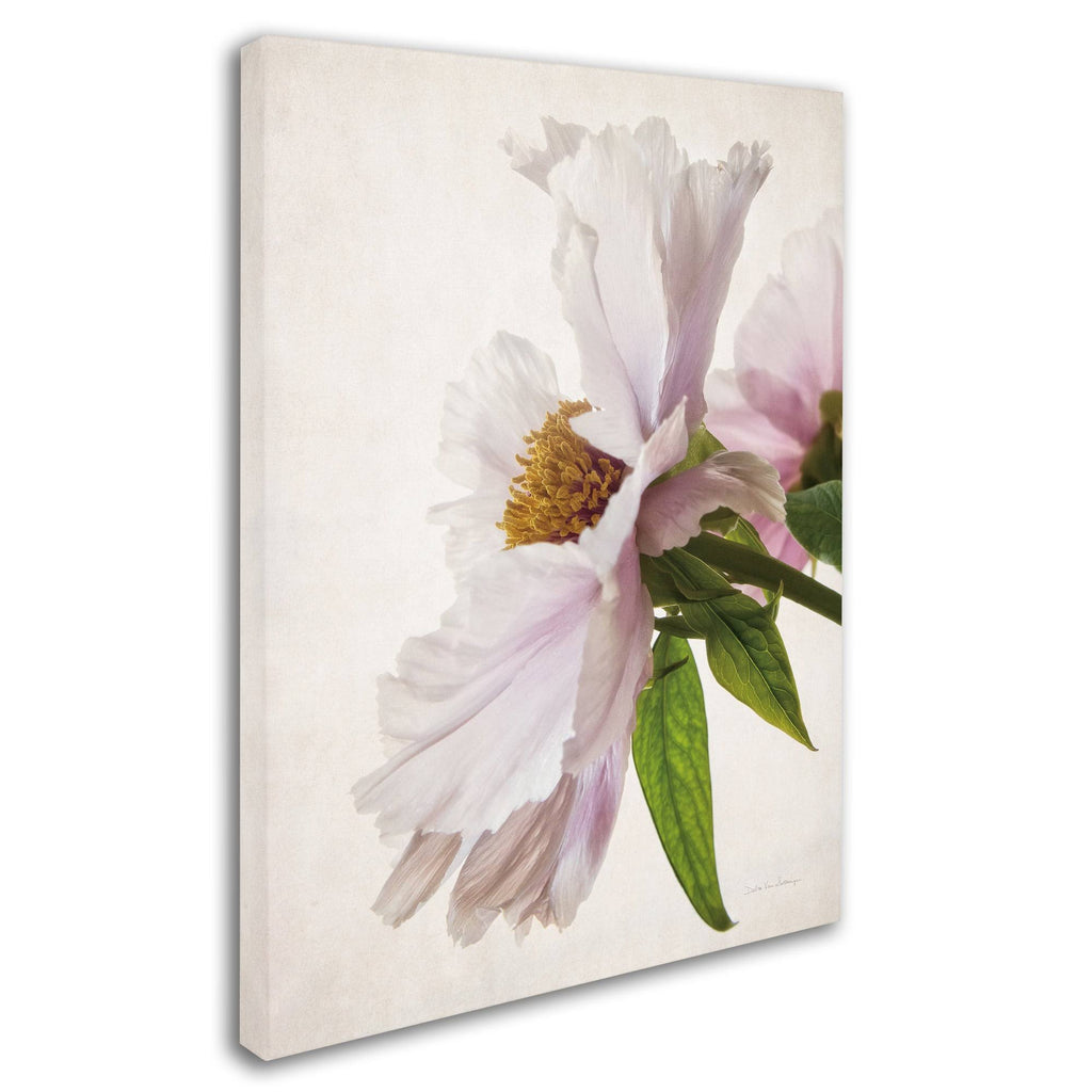 Translucent Peony IV Canvas Art (14x19) K707039